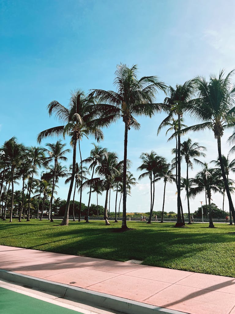 Lush palm trees in a sunny Miami park, offering a tropical and serene landscape.
